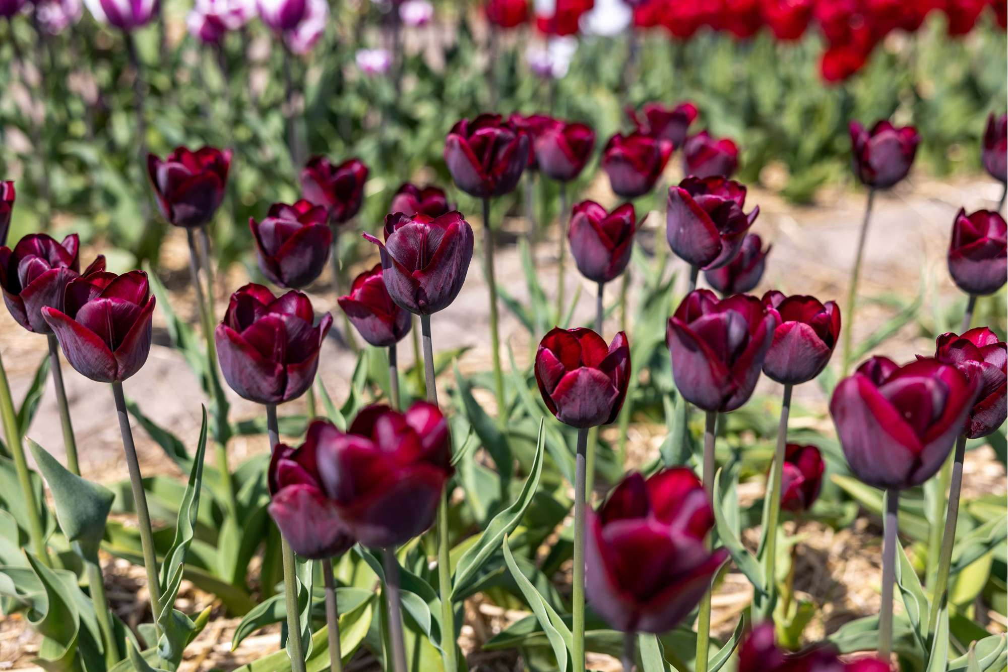 Tulpe 'Ronaldo'
